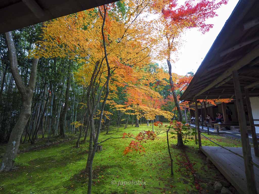 京都 大徳寺 高桐院の紅葉