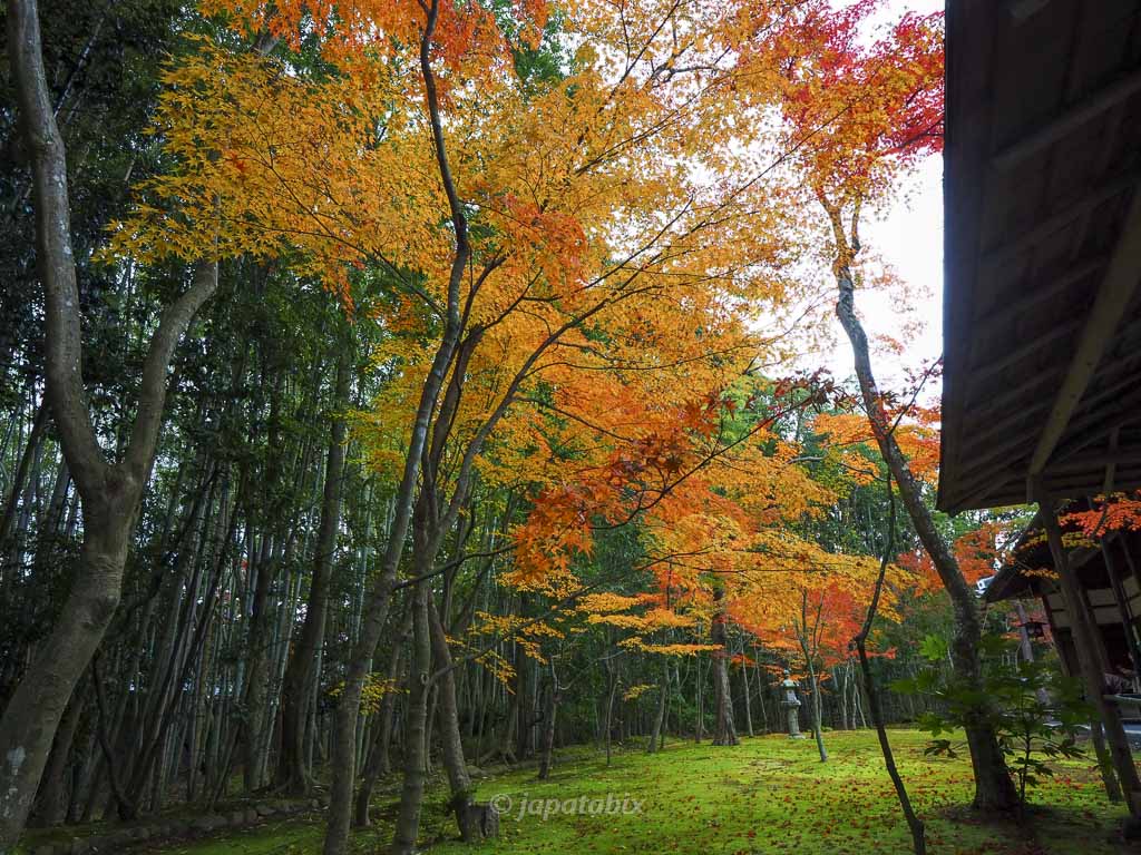 京都 大徳寺 高桐院の紅葉