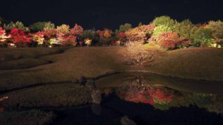 京都 梅小路公園の紅葉ライトアップ