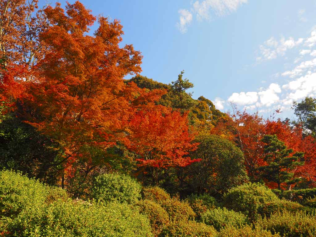 秋の安楽寺 紅葉の景色