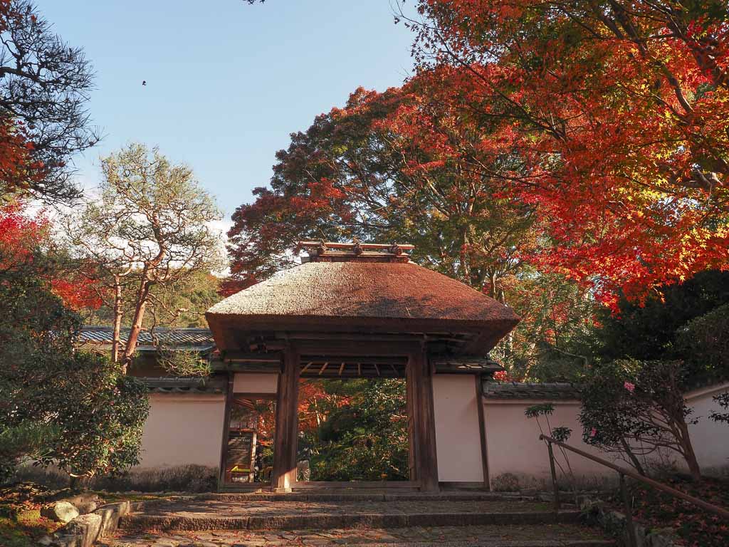 京都 安楽寺 山門前の散紅葉
