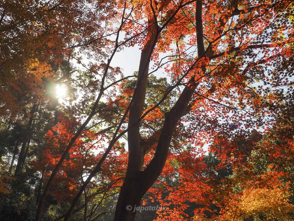 今熊野観音寺 鳥居橋の紅葉
