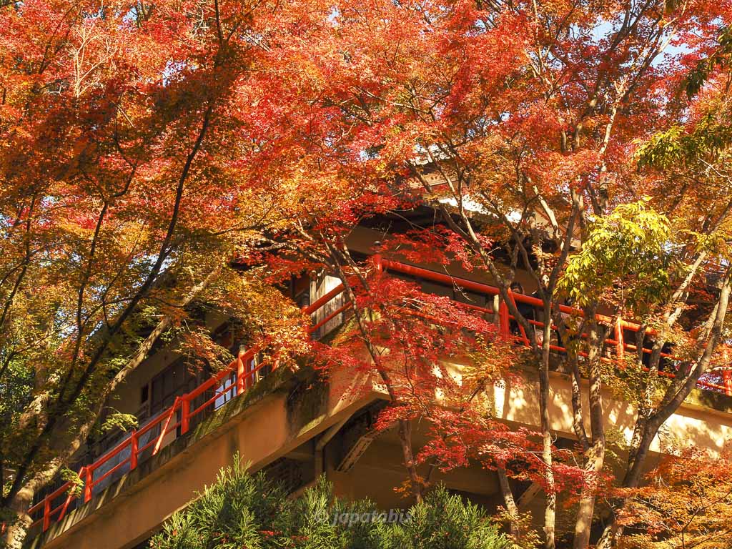 今熊野観音寺 お茶所の素晴らしい紅葉