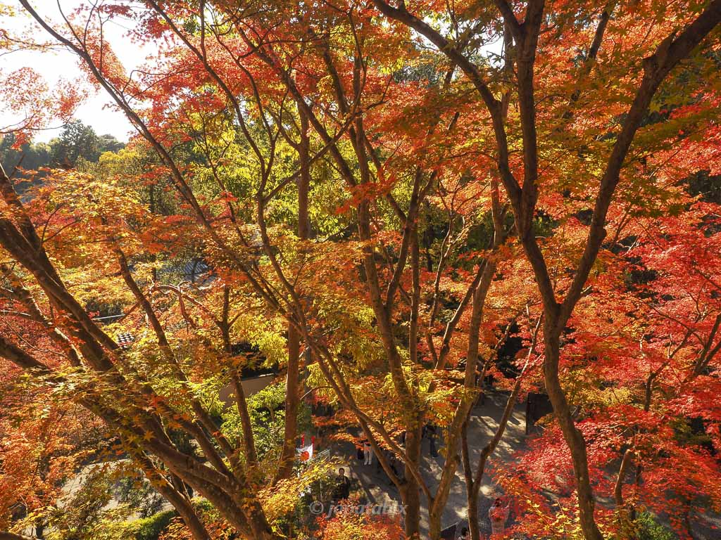 今熊野観音寺 お茶所の素晴らしい紅葉
