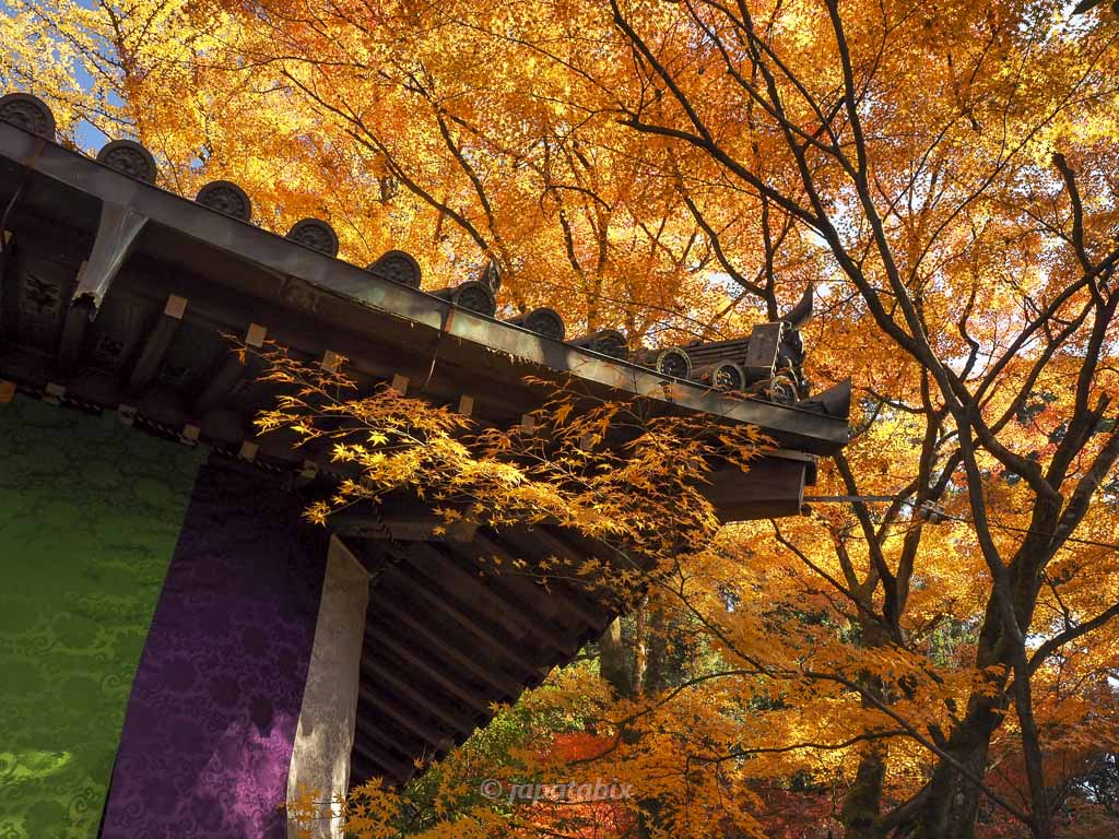今熊野観音寺 本堂周辺の紅葉
