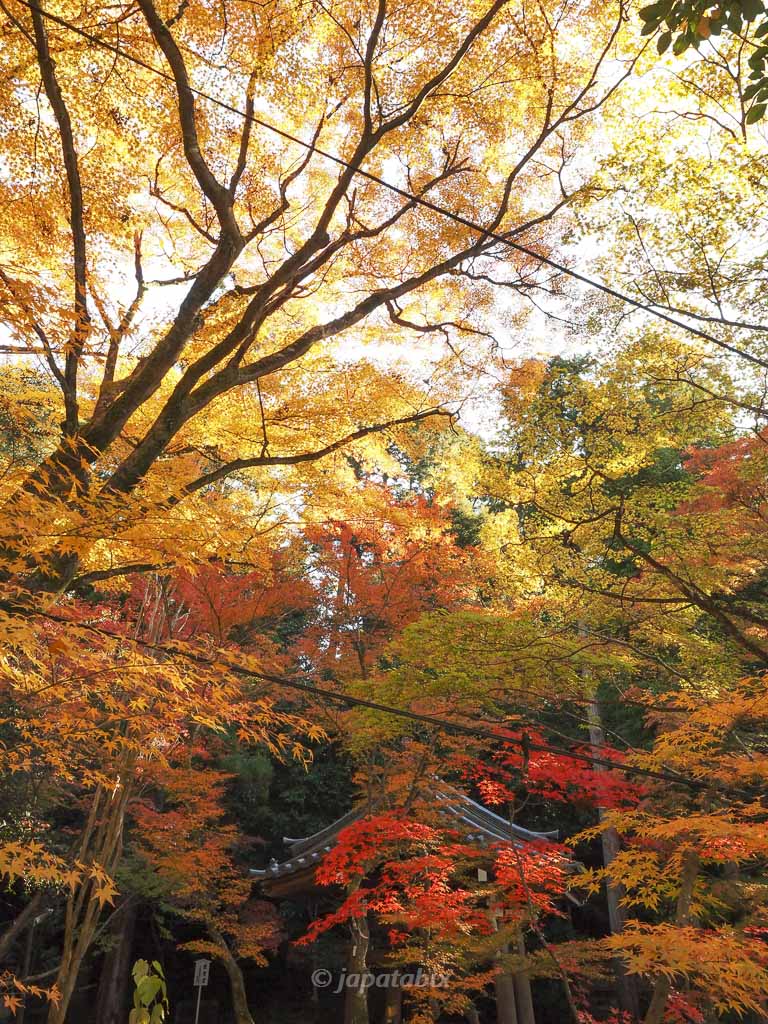 今熊野観音寺 本堂周辺の紅葉