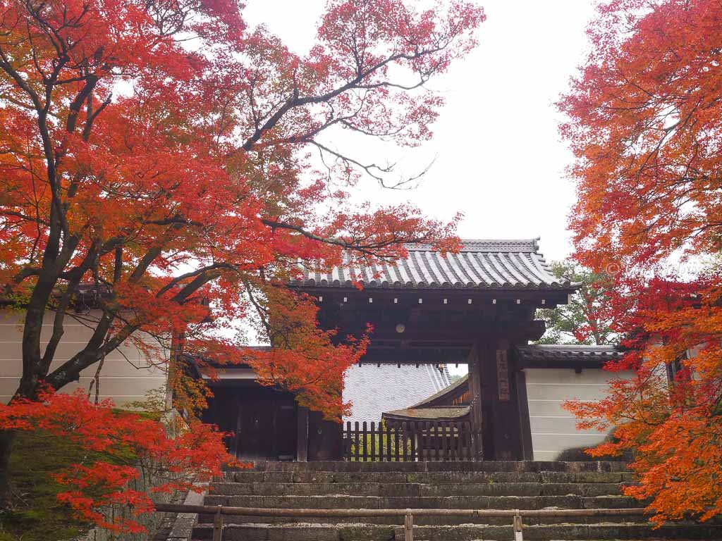 京都 曼殊院門跡の紅葉