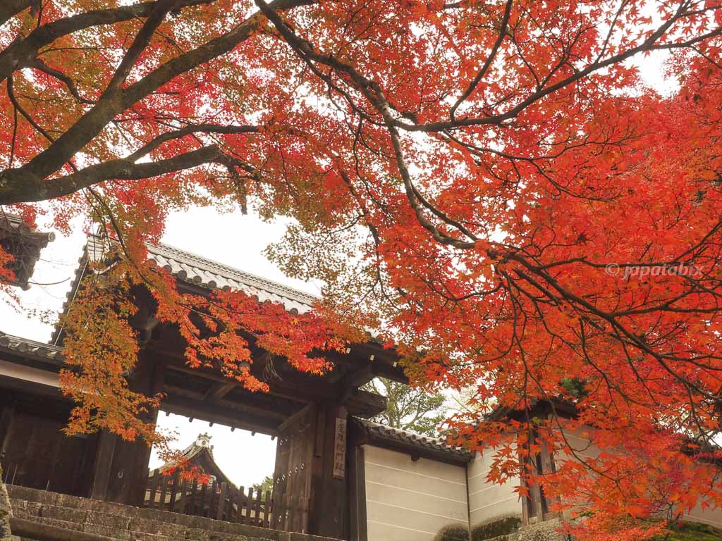 京都 曼殊院門跡 勅使門前の紅葉